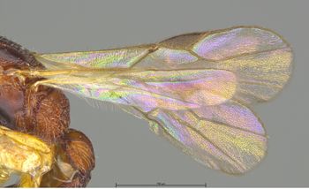 Media type: image;   Entomology 29927 Aspect: Wing front